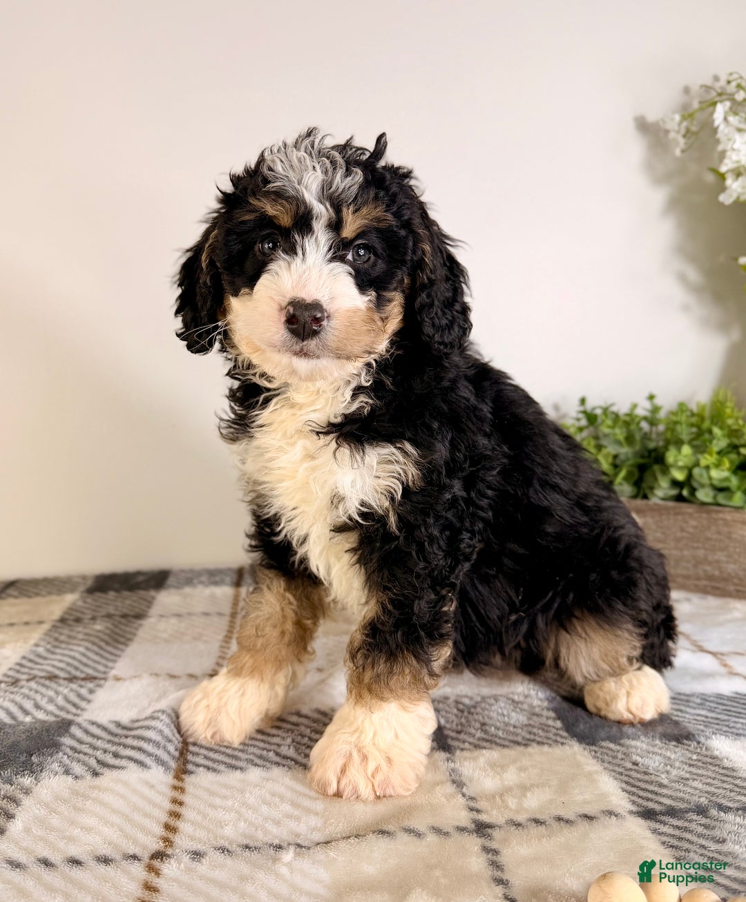 Bernedoodle dogs for sale: Brooklyn - Ad 2