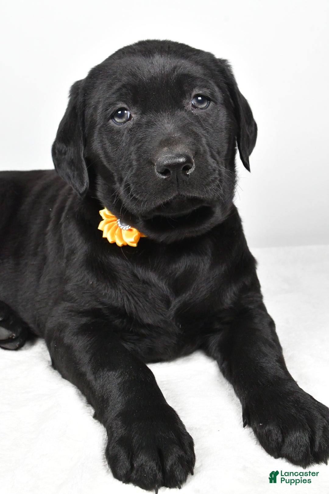 Labrador Retriever dogs for sale: Nellie - Ad 3