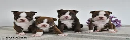 Boston Terrier dogs for sale: Gail - Ad 2