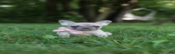 French Bulldog dogs for sale: Bailey - Ad 1