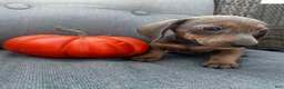 Miniature Dachshund dogs for sale: Franklin  - Ad 6