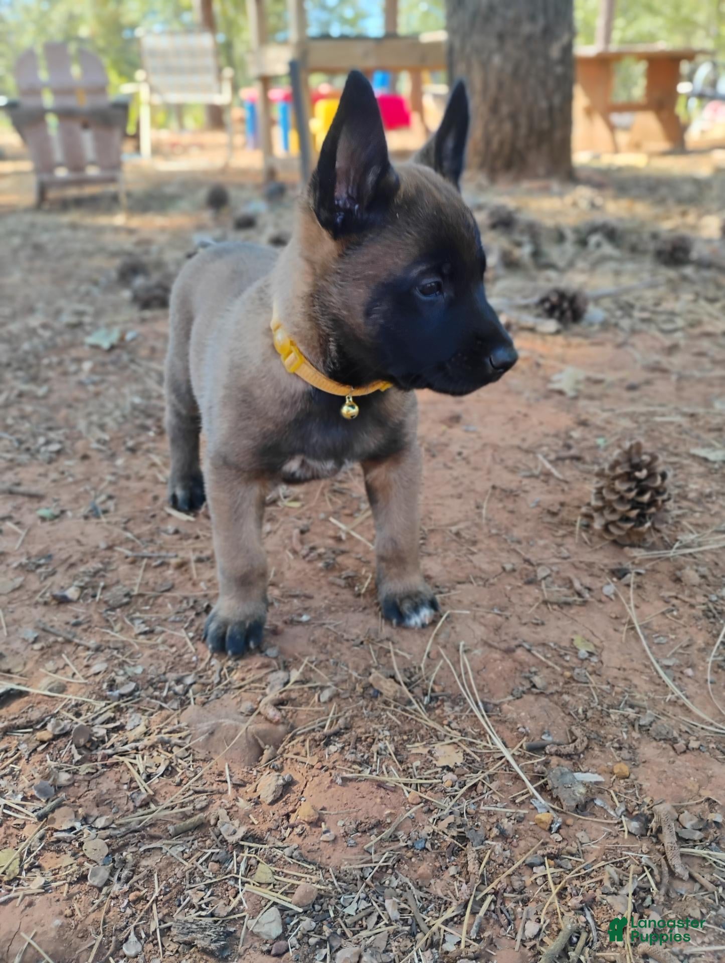 Belgian Malinois dogs Gold Collar  - Ad 2