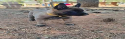 Belgian Malinois dogs for sale: Gold Collar  - Ad 2