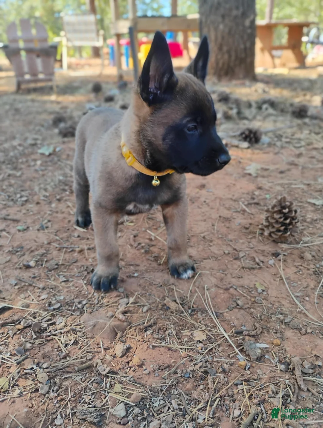 Belgian Malinois dogs for sale: Gold Collar  - Ad 2