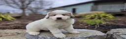 Great Pyrenees dogs for sale: Tucker - Ad 5