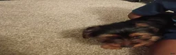 Yorkshire Terrier dogs for sale: Amiri - Ad 2