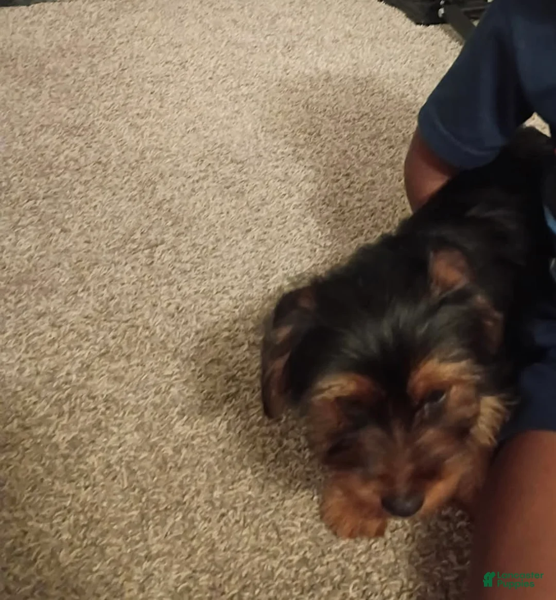 Yorkshire Terrier dogs for sale: Amiri - Ad 2