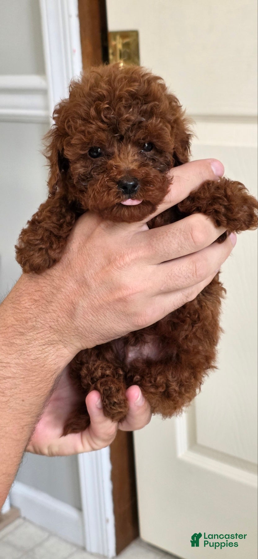 Toy Poodle dogs Polly - Ad 1