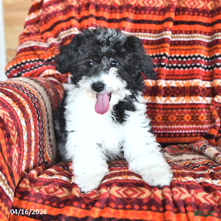 Mini Aussiedoodle dogs Sage - Ad 2