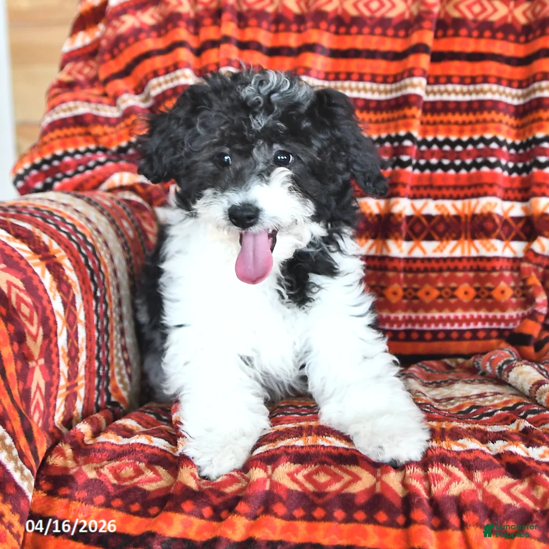 Mini Aussiedoodle dogs for sale: Sage - Ad 2