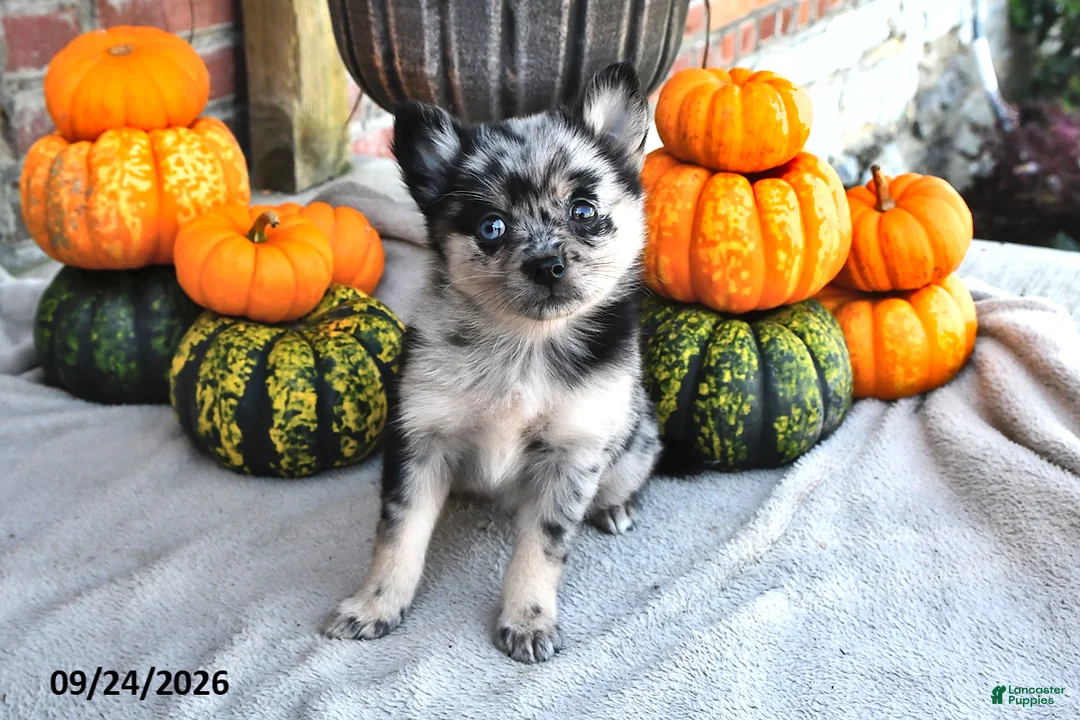 Pomsky dogs for sale: Tessa - Ad 1