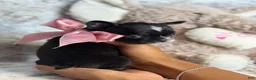 French Bulldog dogs for sale: Jude - Ad 4