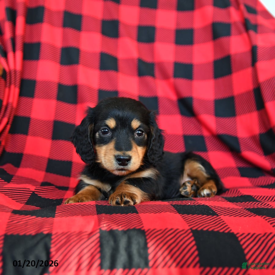 Miniature Dachshund dogs Pogo - Ad 2