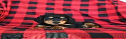 Miniature Dachshund dogs for sale: Pogo - Ad 2