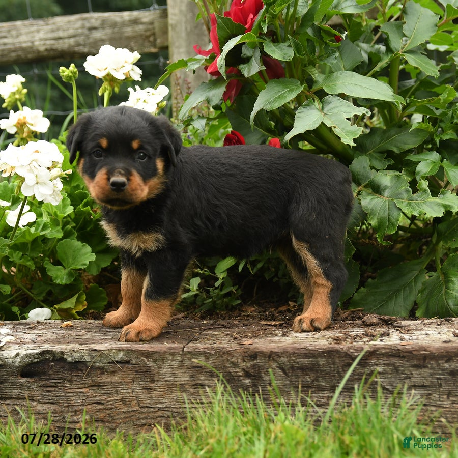 Rottweiler dogs Jane - Ad 2