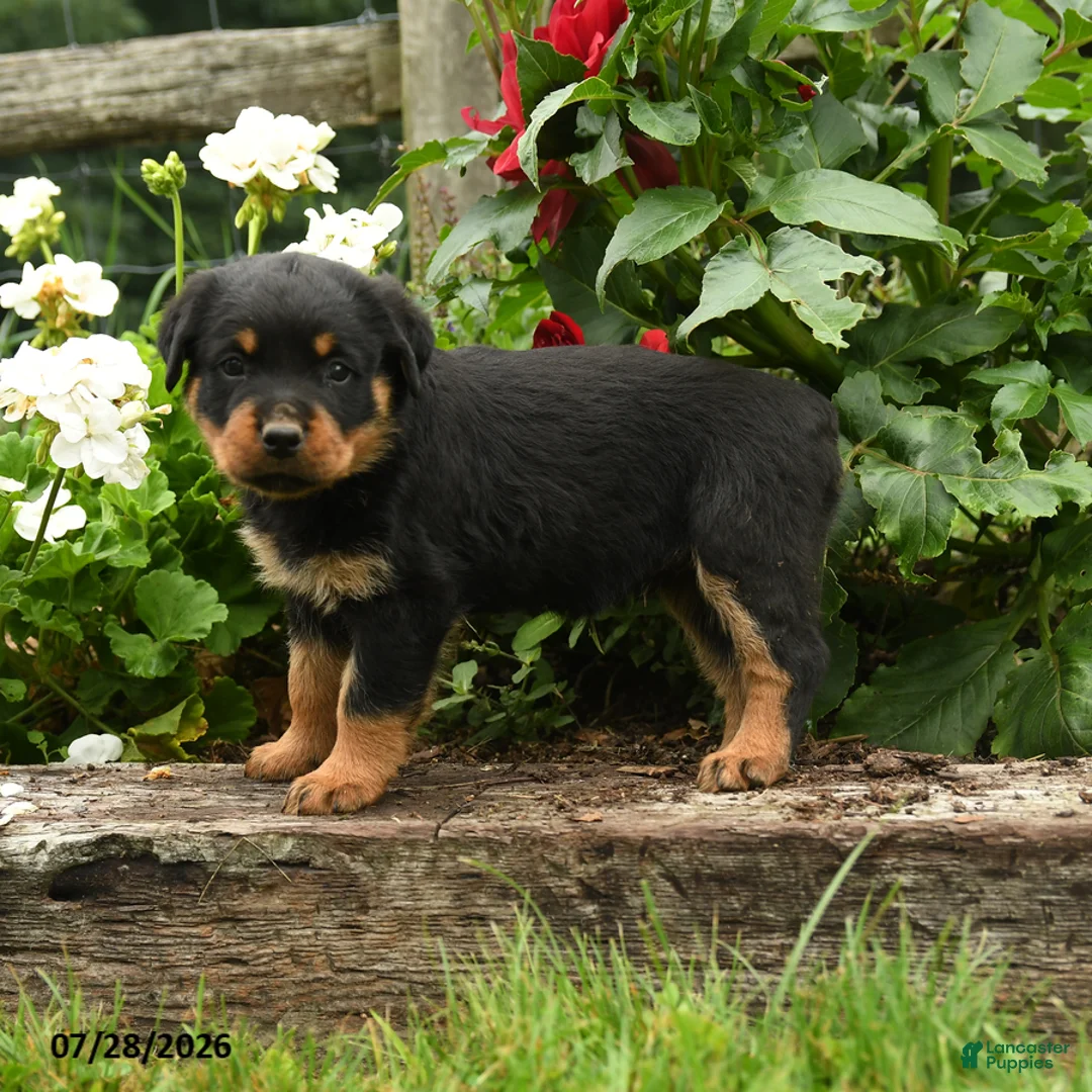 Rottweiler dogs for sale: Jane - Ad 2