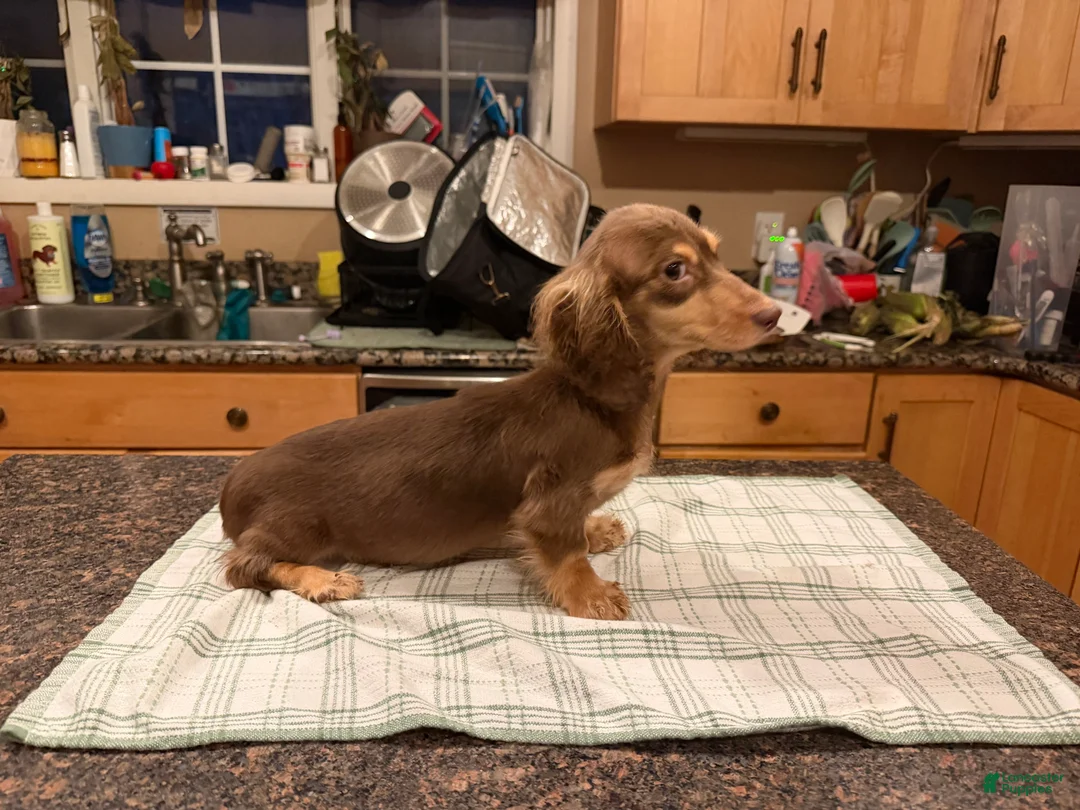 Miniature Dachshund dogs for sale: Chocolate & Cream AKC girl - Ad 7