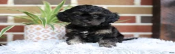 Cavapoo dogs for sale: Teddy - Ad 5