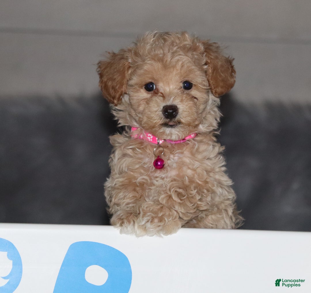 Havapoo dogs for sale: Annabelle Toy/M.👨‍👨‍👦‍👦💞🐕 - Ad 2