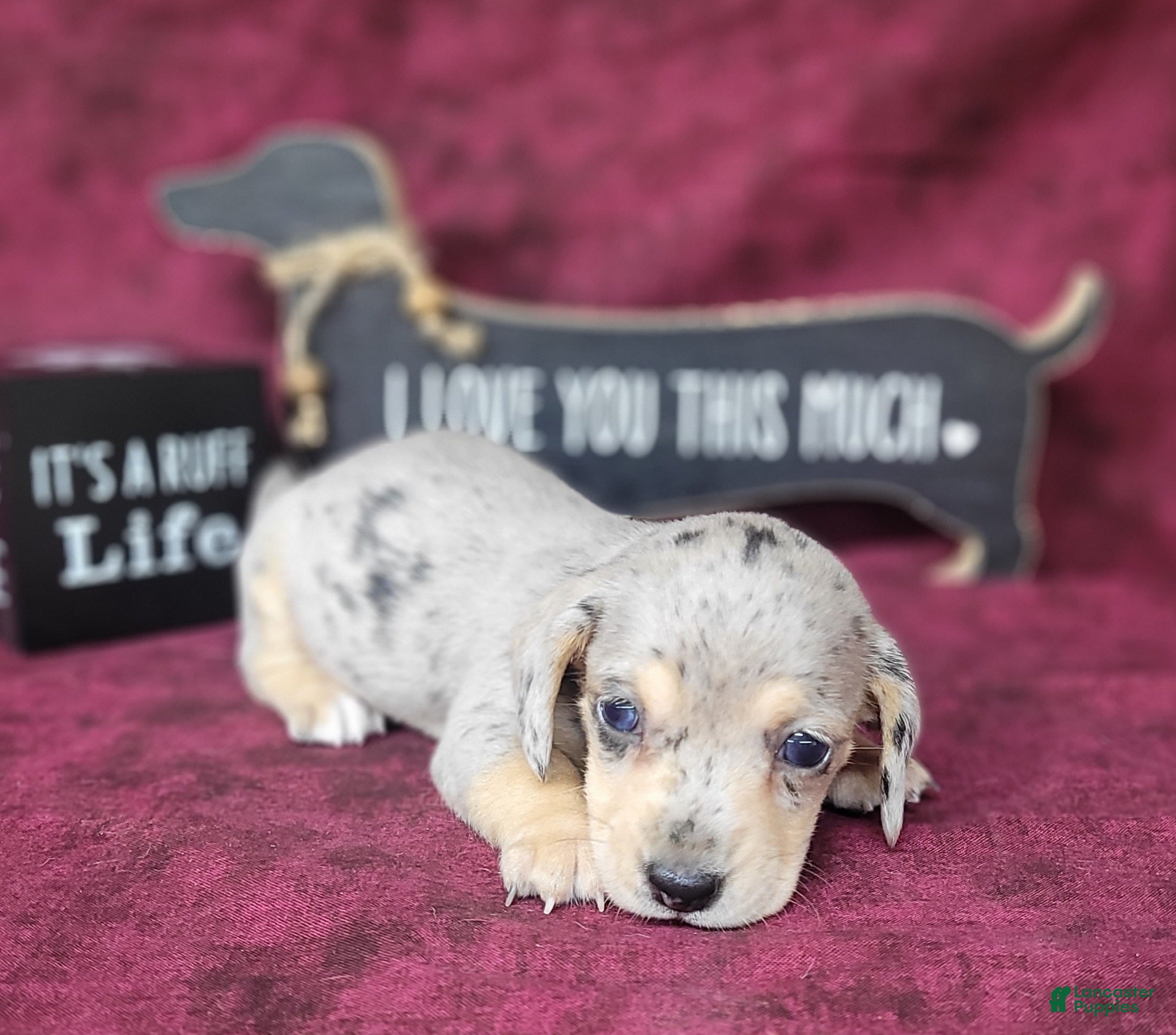 Miniature Dachshund dogs AKC Lexi Dapple female - Ad 1