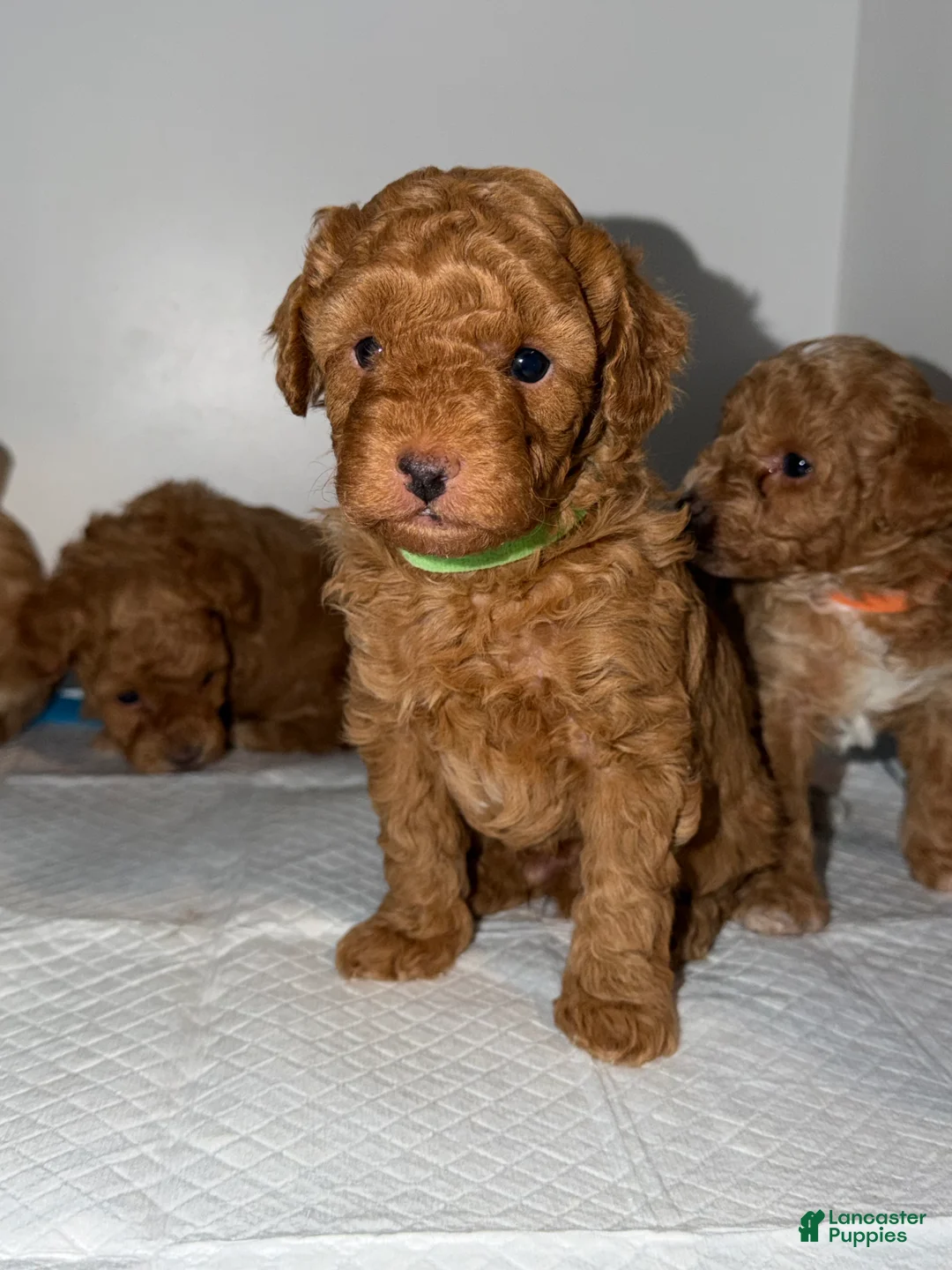 Miniature Poodle dogs for sale: Miniature Poodle Puppy 1 - Ad 5