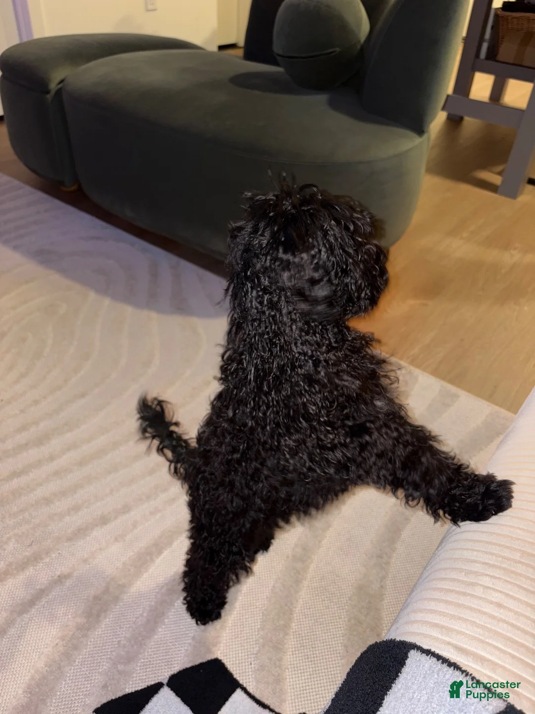 Cavapoo dogs for sale: Cavapoo 1 - Ad 4