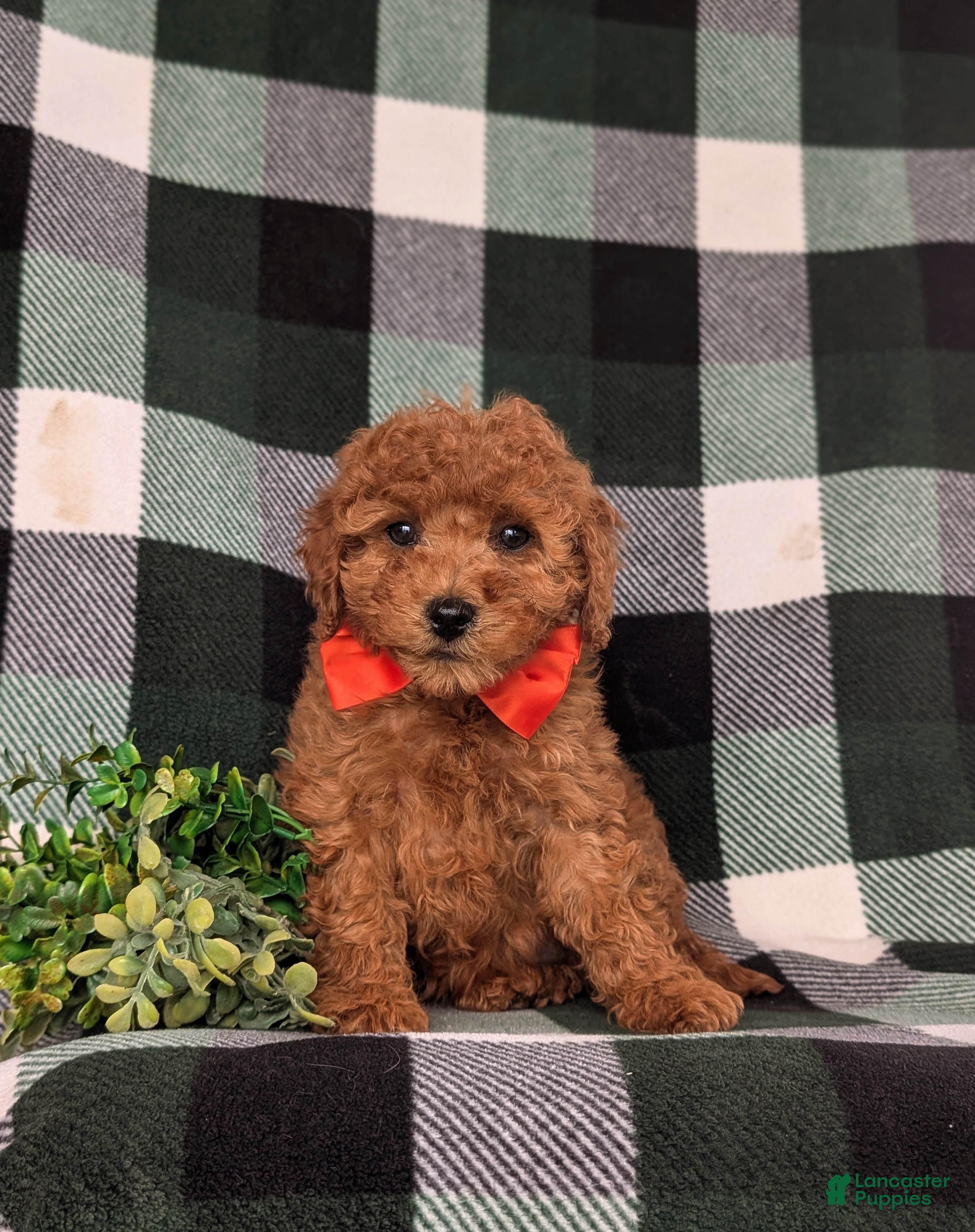 Cavapoo dogs Jackson Hypoallergenic - Ad 2