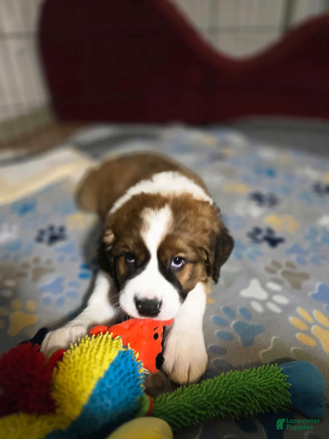 Mixed Breed dogs for sale: Scarlet - Ad 3