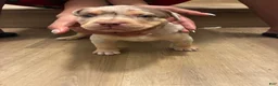 American Bully dogs for sale: American Bully 1 - Ad 3