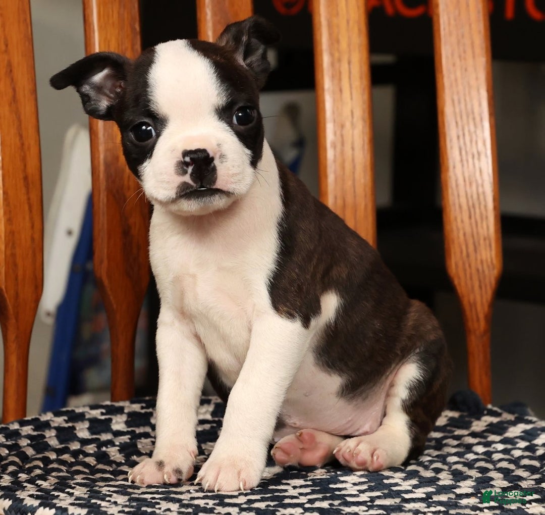 Boston Terrier dogs for sale: Susie - Ad 6