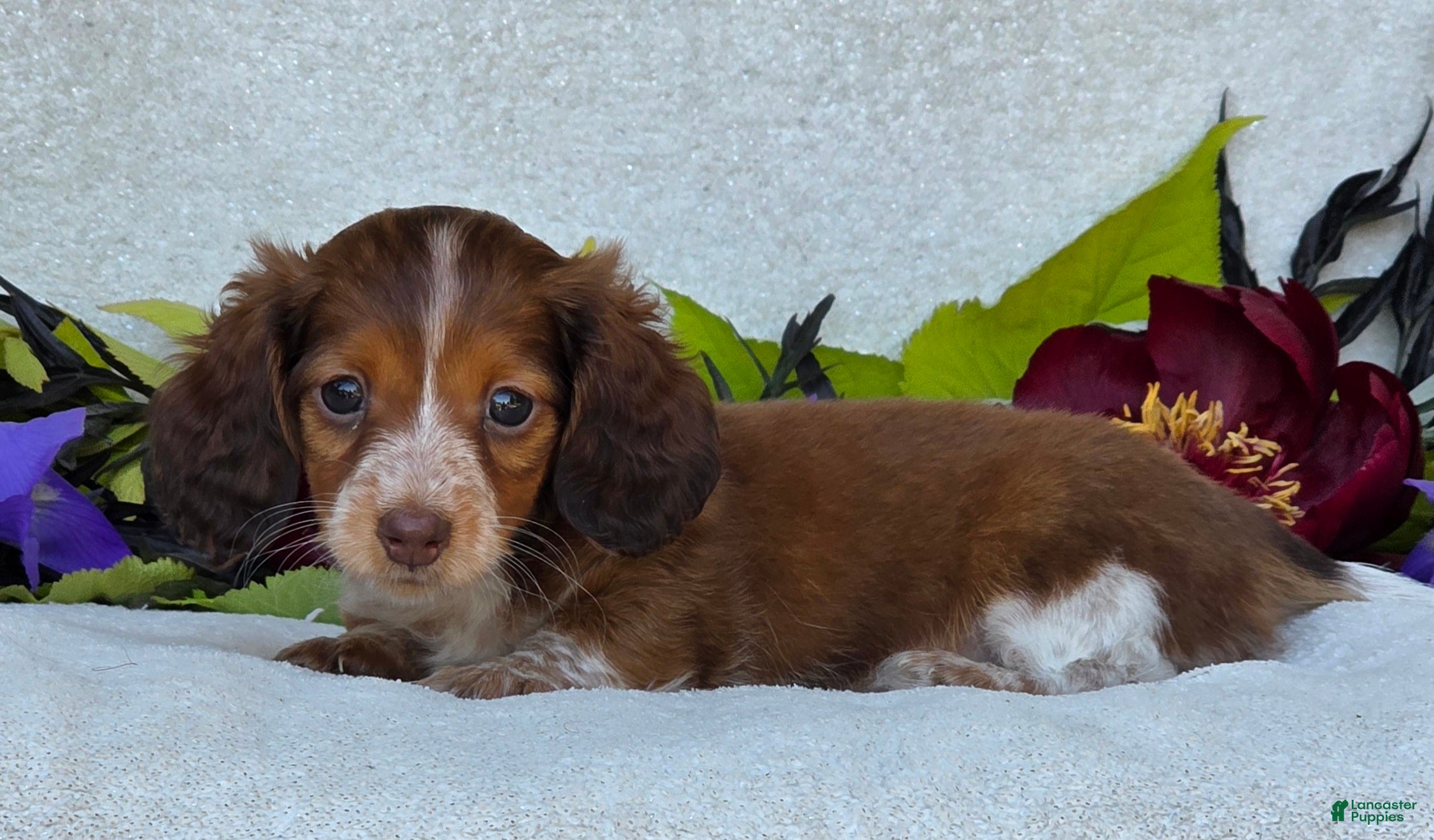Miniature Dachshund dogs for sale: Lacey - Ad 3