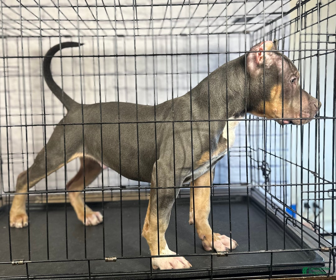American Bully dogs for sale: Diezel - Ad 2