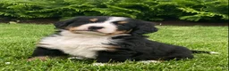 Bernese Mountain Dog dogs for sale: Alexa  - Ad 1
