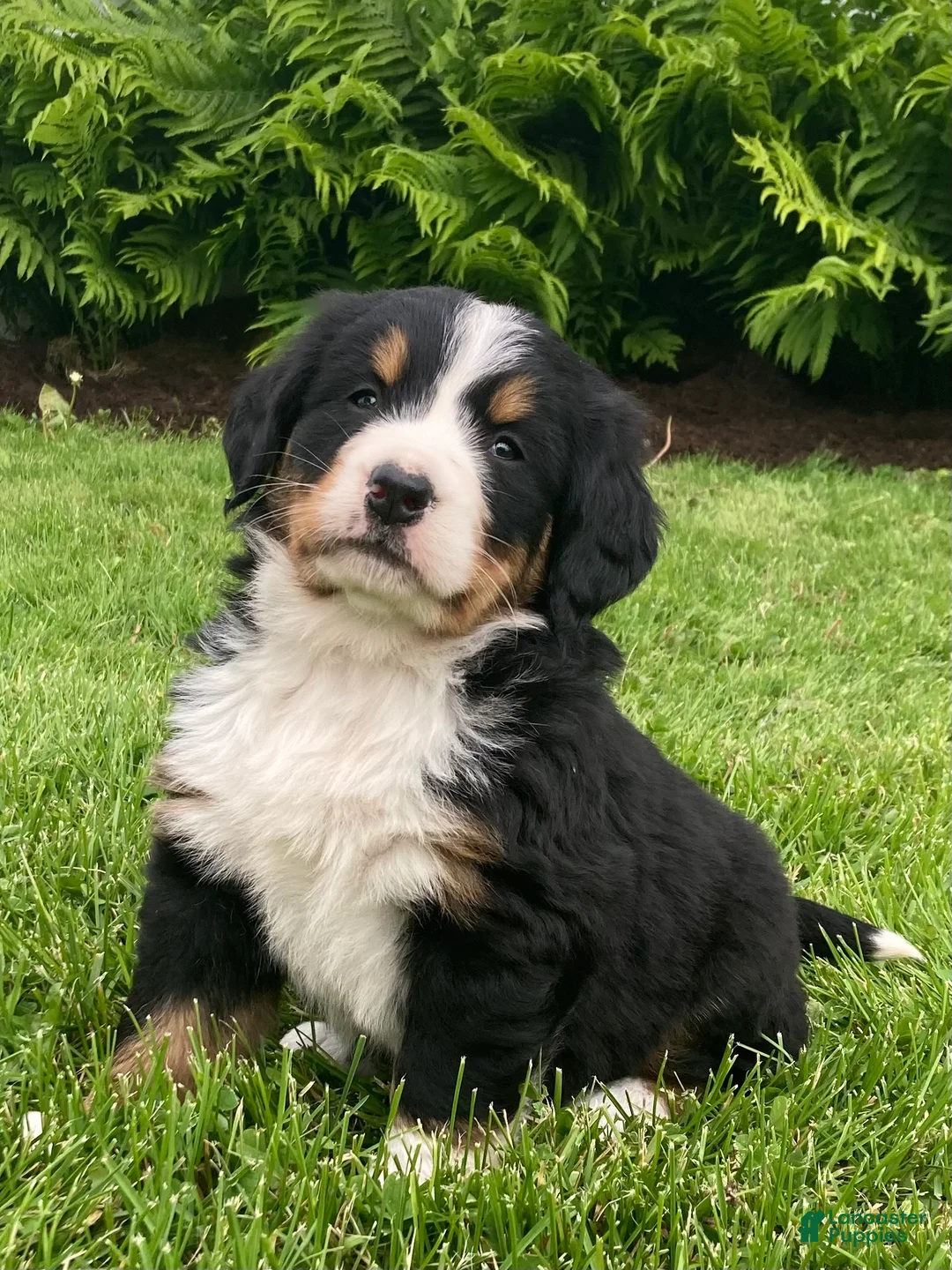 Bernese Mountain Dog dogs for sale: Alexa  - Ad 1