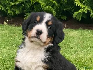 Bernese Mountain Dog dogs for sale: Alexa - Ad 1