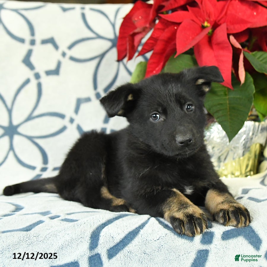 German Shepherd dogs Sugar plum - Ad 2