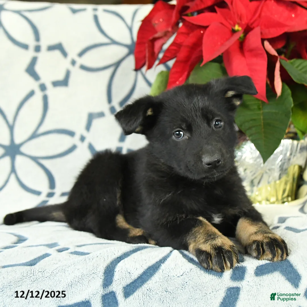 German Shepherd dogs for sale: Sugar plum - Ad 2