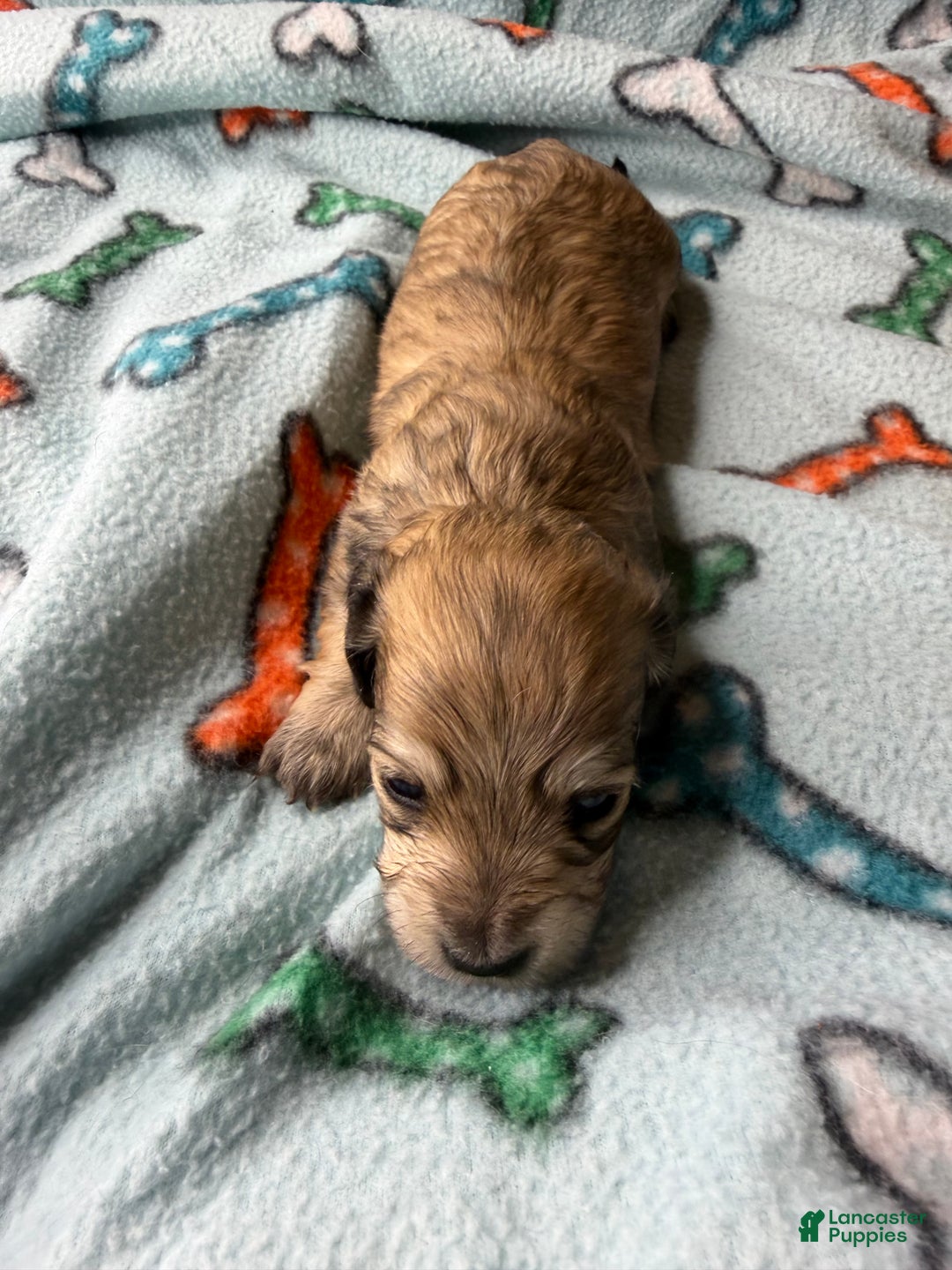 Miniature Dachshund dogs for sale: ee cream - Ad 31