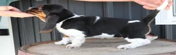 Basset Hound dogs for sale: Roxie - Ad 3