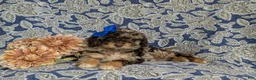 Mini Bernedoodle dogs for sale: Selena Hypoallergenic - Ad 5