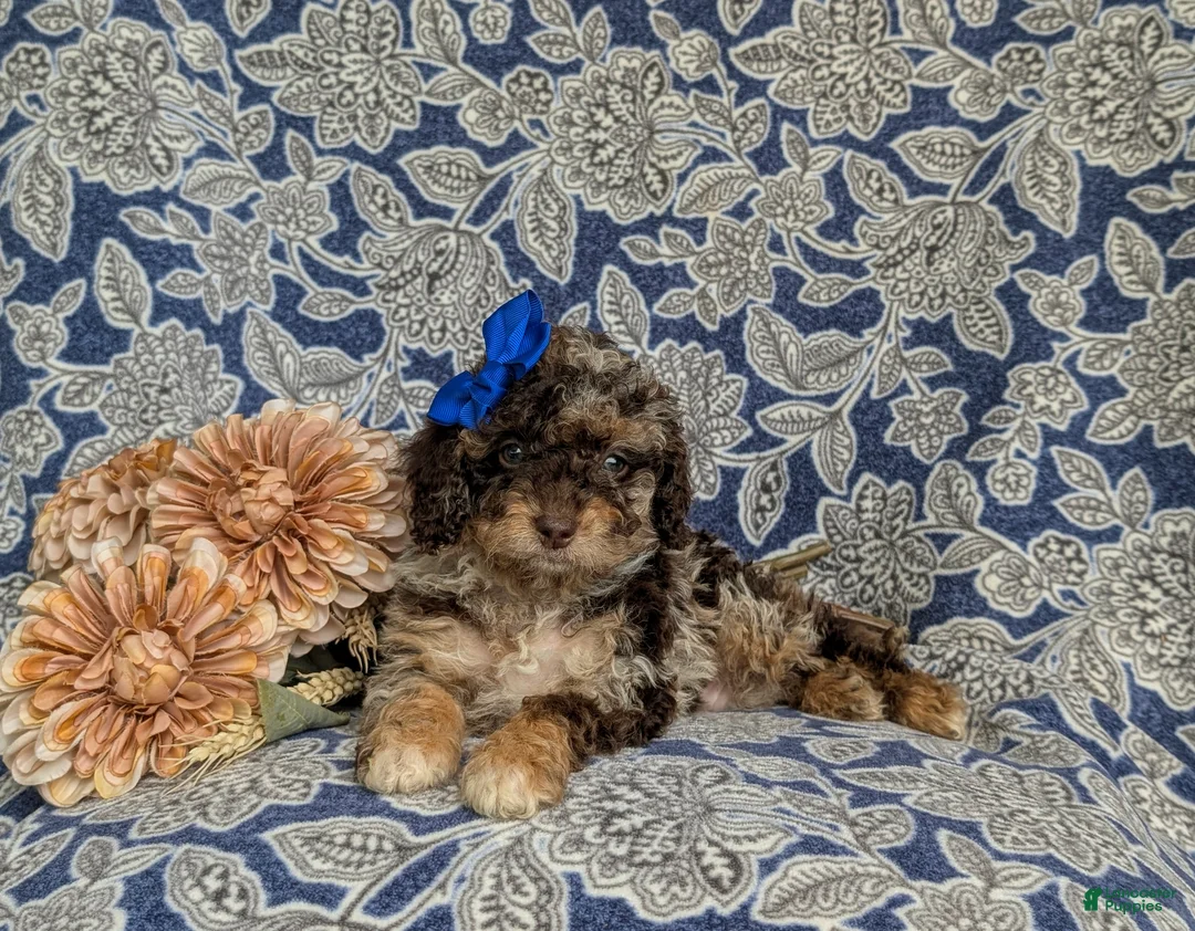 Mini Bernedoodle dogs for sale: Selena Hypoallergenic - Ad 5
