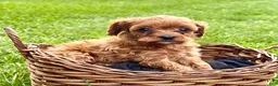 Cavapoo dogs for sale: Coco - Ad 5
