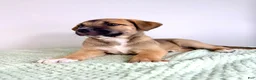 Mixed Breed dogs for sale: Mack - Ad 4