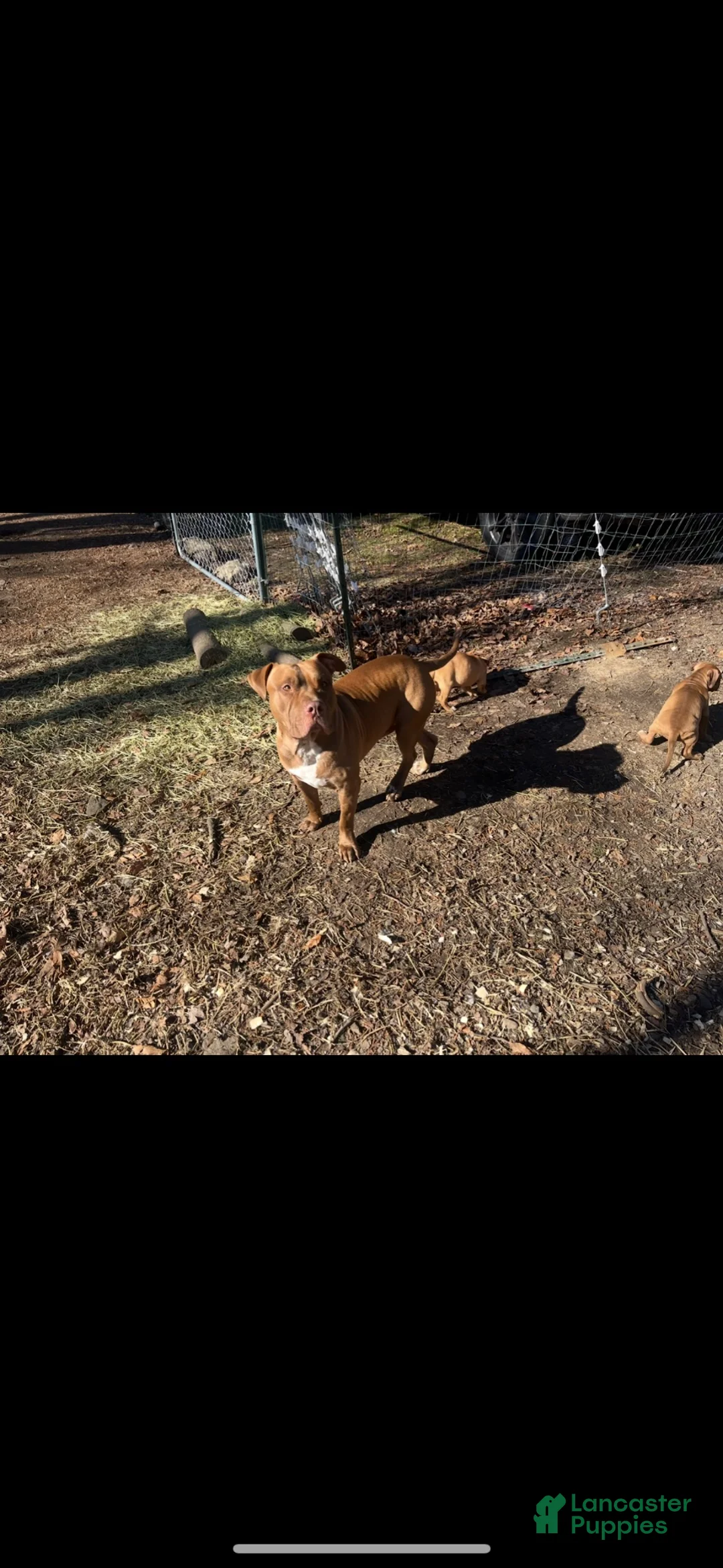 American Pit Bull Terrier dogs for sale: American Pit Bull Terrier 1 - Ad 5