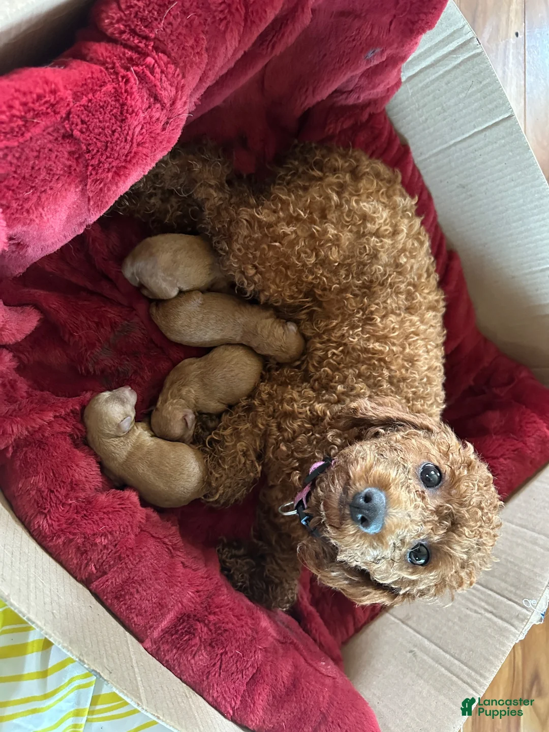 Toy Poodle dogs for sale: Toy Poodle 4 - Ad 6