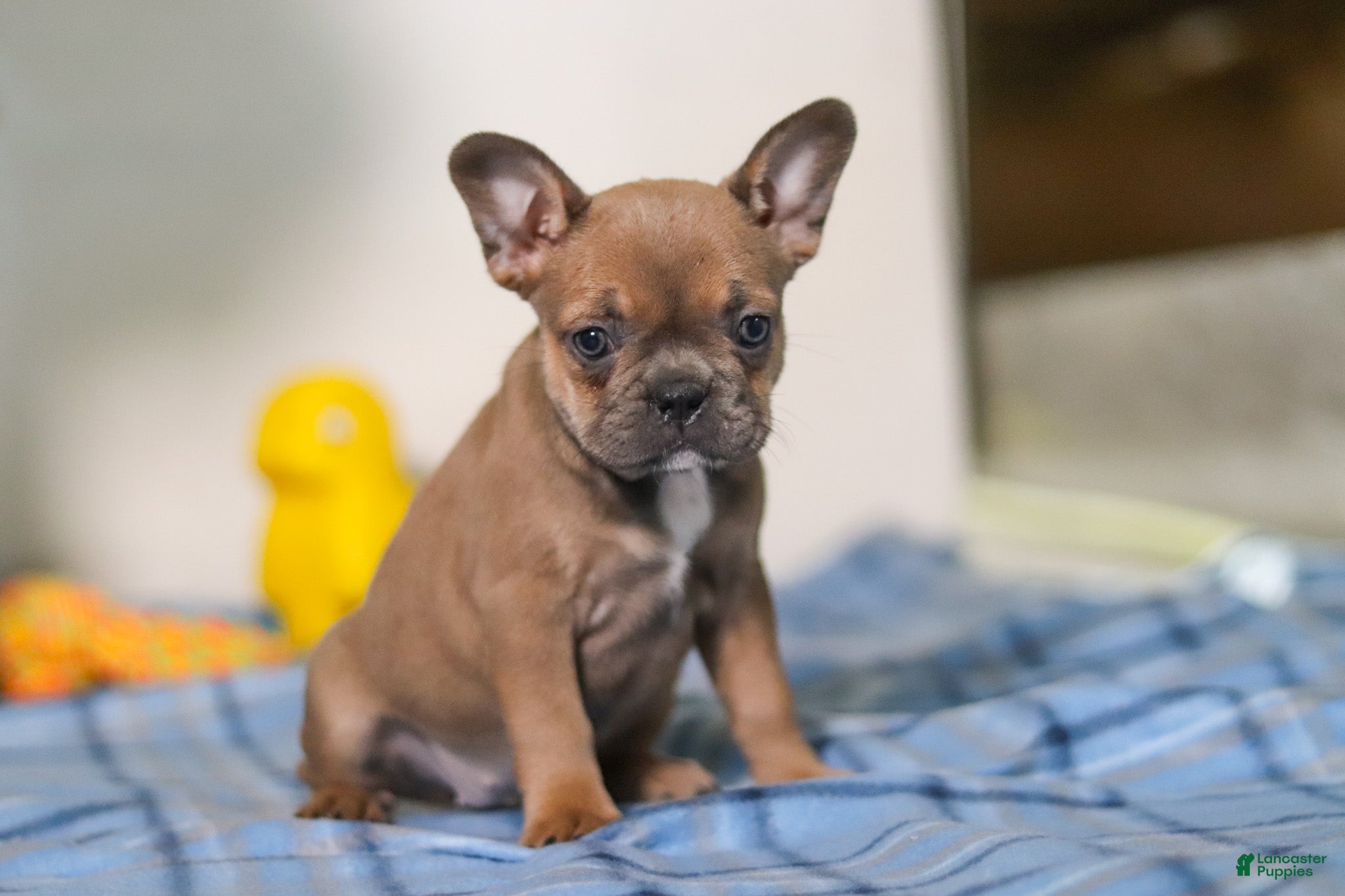 Mixed Breed dogs Princess - Ad 2