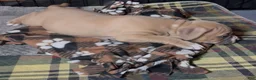 American Bully dogs for sale: American Bully Male - Ad 6