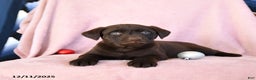 Labrador Retriever dogs for sale: Avalanche - Ad 3