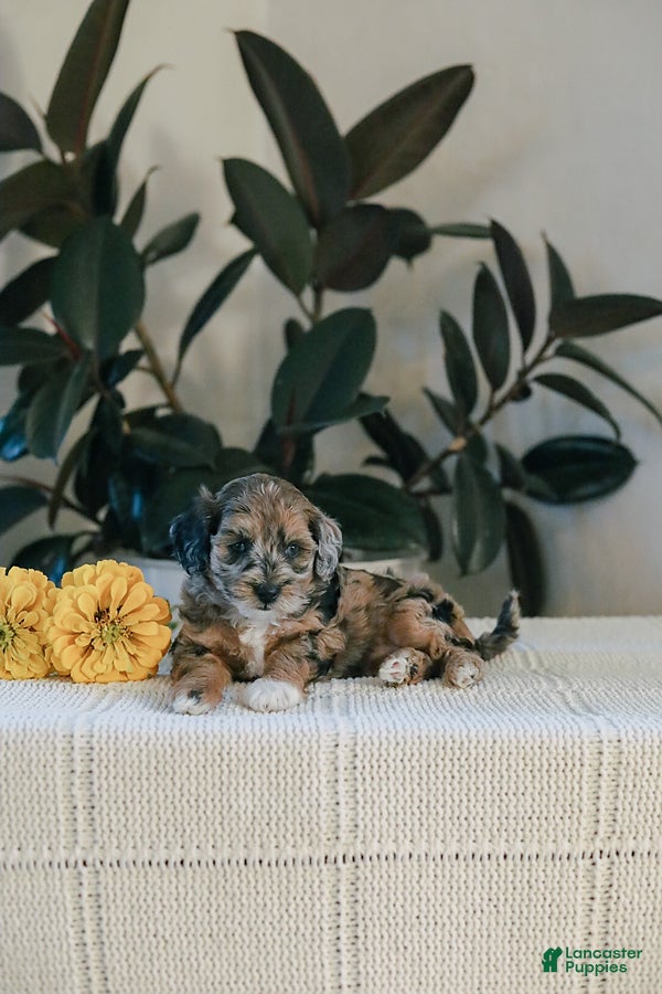 Maltipoo dogs for sale: Maddie - Ad 2