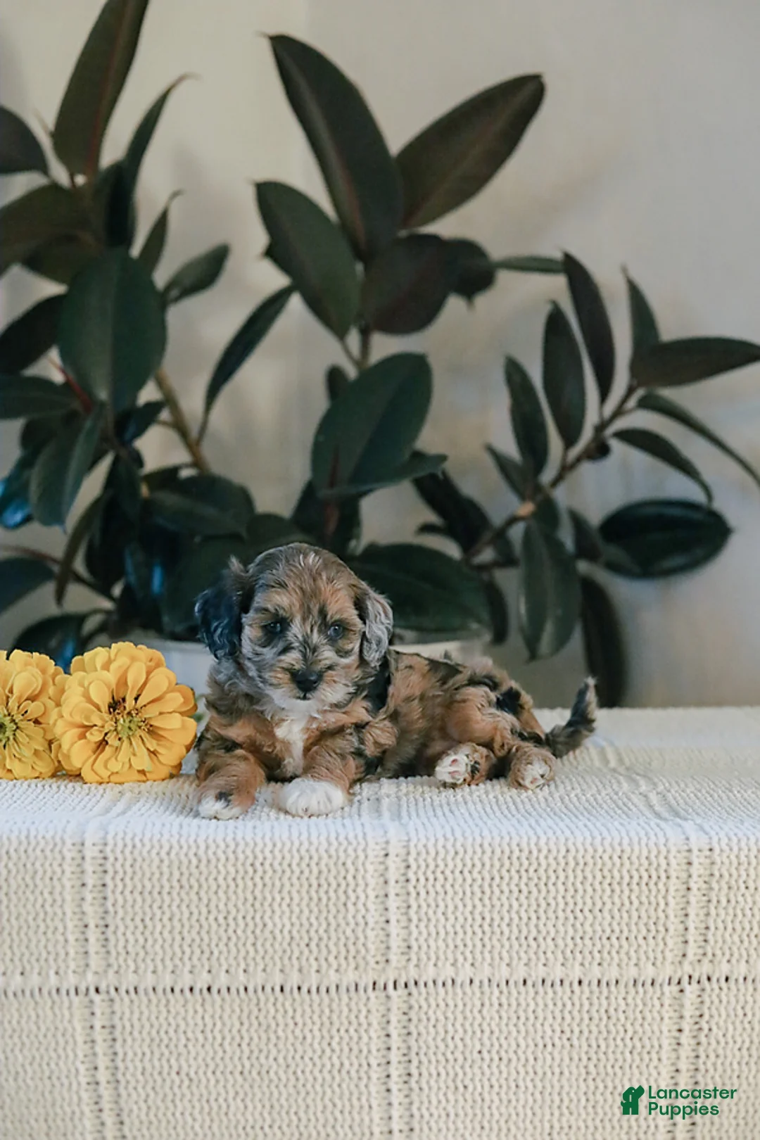 Maltipoo dogs for sale: Maddie - Ad 1